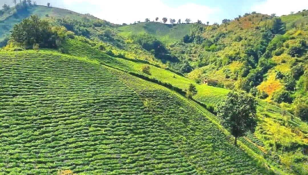 هوای گیلان همچنان صاف و آفتابی هوای گیلان همچنان صاف و آفتابی