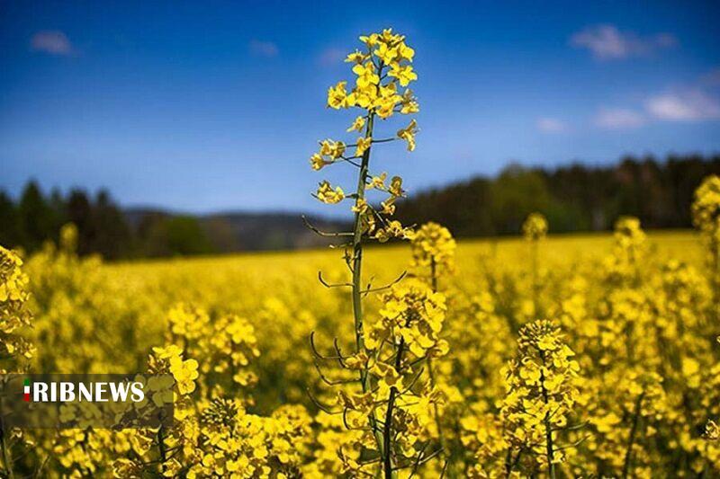 خریداری بیش از ۲۰ هزار تن دانه روغنی از کشاورزان لرستان