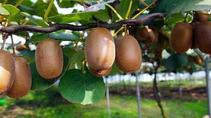 صادرات بیش از ۲ هزار تن کیوی از عباس آباد