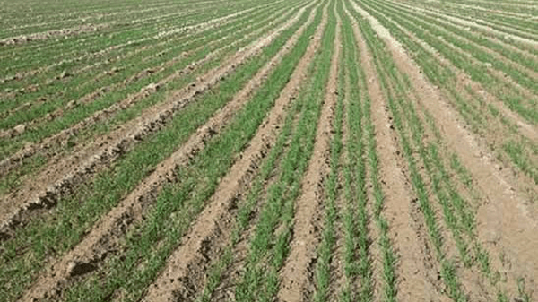 اختصاص ۱۹ هزار هکتار اراضی گچساران به کشت غلات اختصاص ۱۹ هزار هکتار اراضی گچساران به کشت غلات