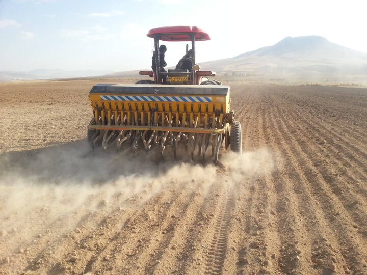 آغاز کشت گندم در بندرعباس