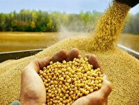 خرید تضمینی دانه روغنی سویا در استان کرمانشاه آغاز شد