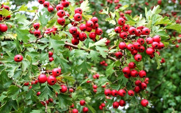 پیش بینی افزایش ۴۰ درصدی برداشت زالزالک در شهرستان اشنویه