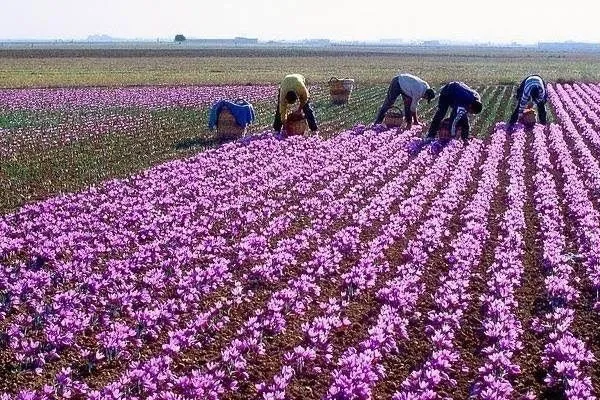 رشد ۲۲ برابری کشت زعفران در همدان