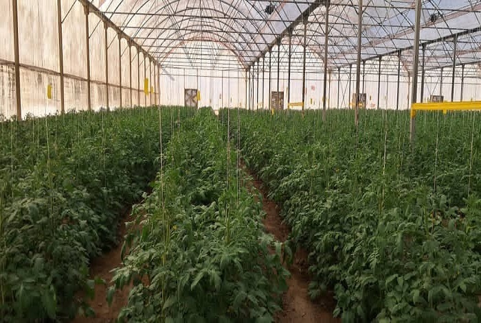 تولید سالانه ۸۵ هزار تن محصول گلخانه‌ای در حاجی‌آباد