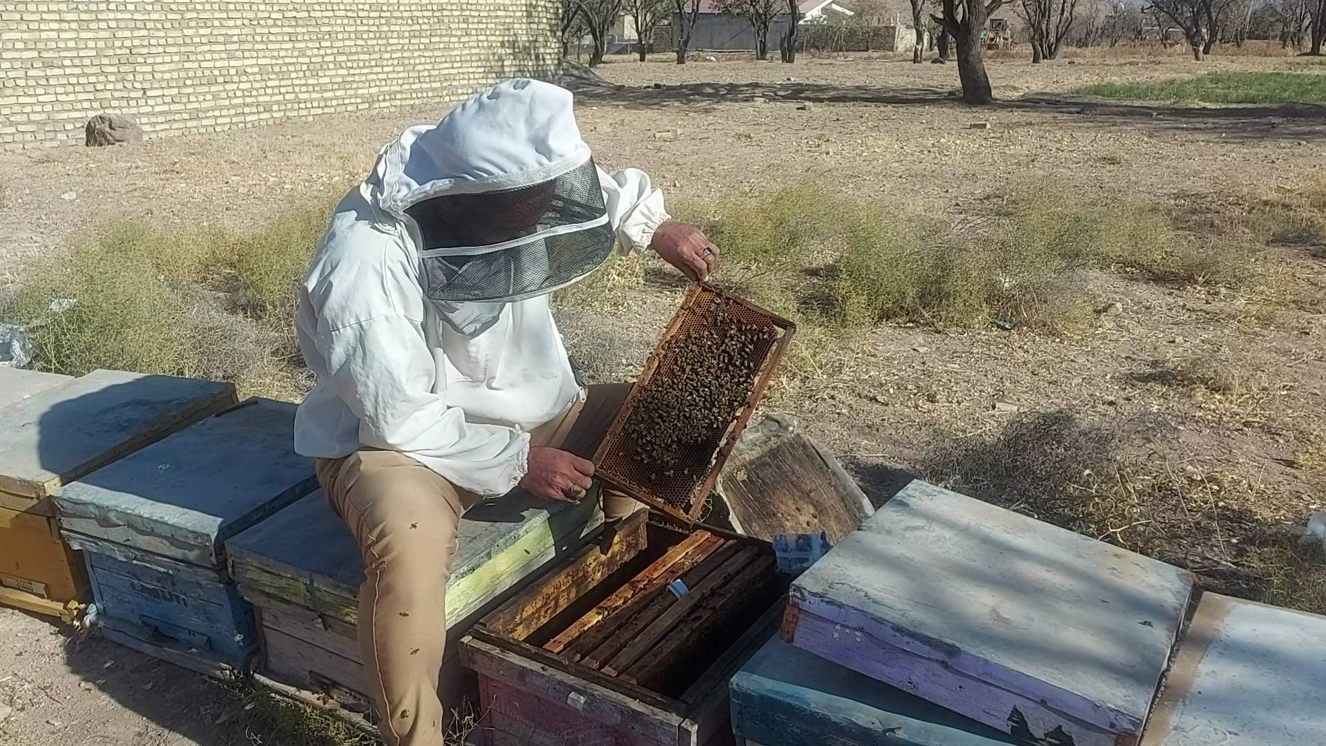 کاهش ۱۲ درصدی تولید عسل در شهرستان باخرز