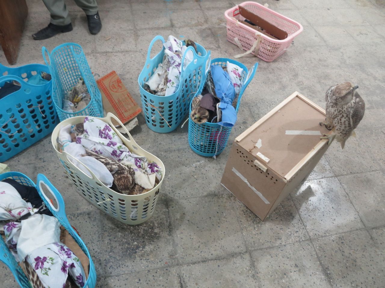 کشف پرنده هاي ناياب در عسلويه