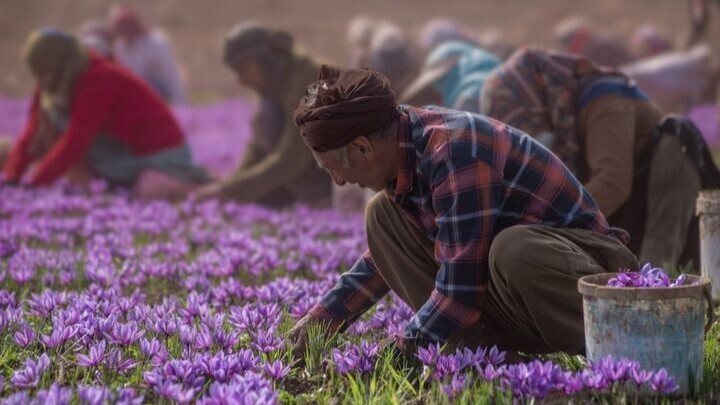 سهم ایران در تولید جهانی طلای سرخ ۹۰ درصد است