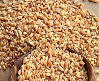 ۶ نوع بذر جو و گندم مقاوم به شوری در مراحل نهایی معرفی و تکثیر بذر