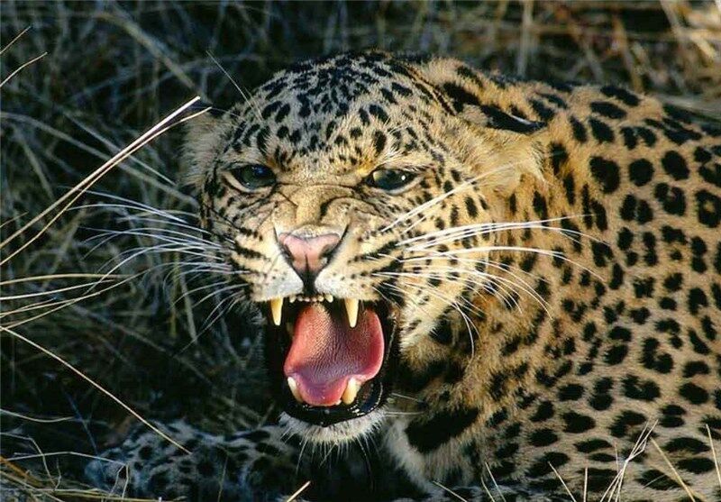 حمله پلنگ به دام روستاییان در طالقان حمله پلنگ به دام روستاییان در طالقان