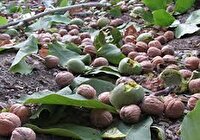 برداشت ۱۴ هزار تن گردو از باغهای فارس