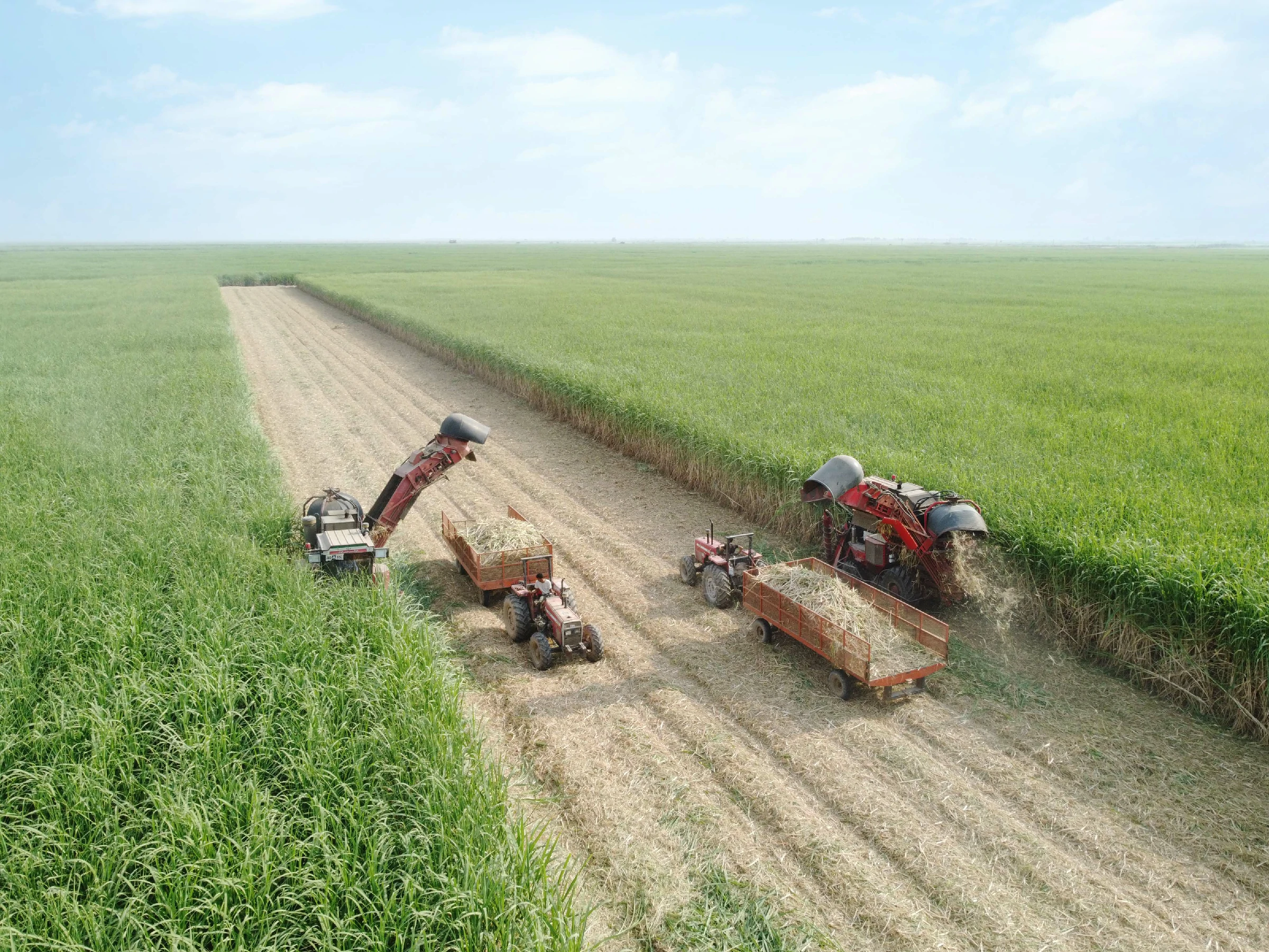 برگزاری آیین شکرانه برداشت نیشکر در کشت و صنعت دهخدا برگزاری آیین شکرانه برداشت نیشکر در کشت و صنعت دهخدا