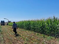 برداشت ذرت علوفهای در شهرستان آباده