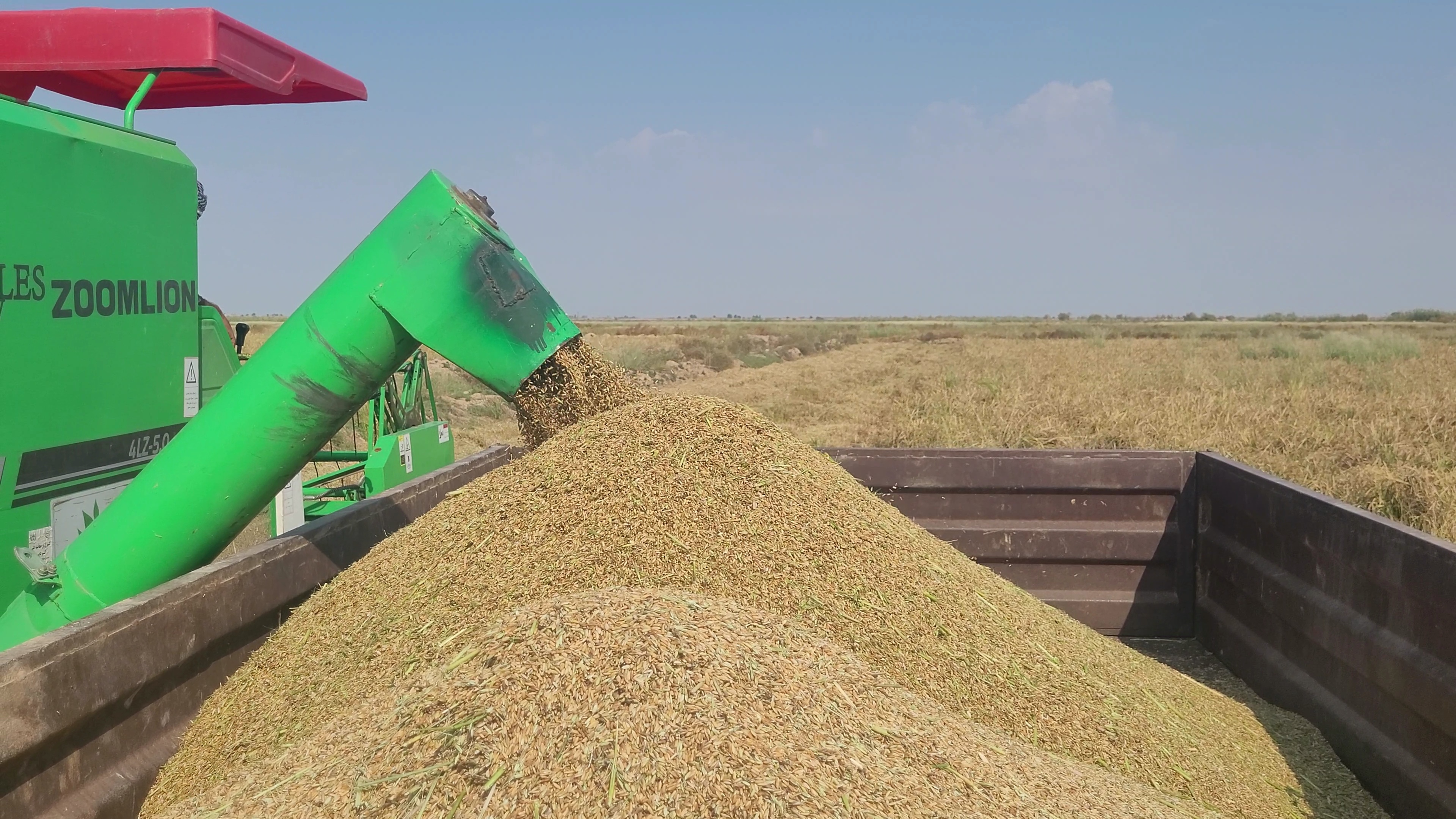 پایان برداشت خوشههای طلایی برنج در رستم پایان برداشت خوشههای طلایی برنج در رستم