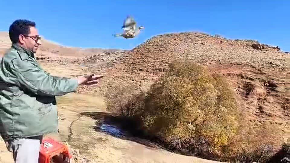 رها سازی یک بال کبک به دامان طبیعت در تکاب رها سازی یک بال کبک به دامان طبیعت در تکاب