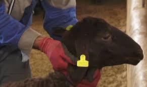 اجرای طرح توزیع نهاده‌های دامی در شهرستان بن