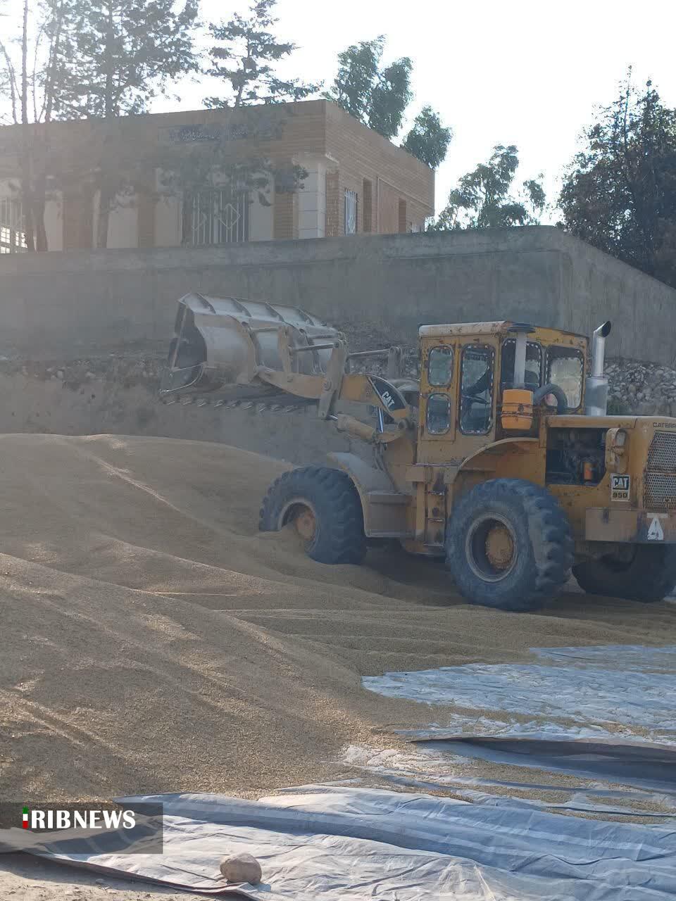 تأمین نهاده دامی برای عشایر کوچرو در مناطق قشلاقی استان گلستان تأمین نهاده دامی برای عشایر کوچرو در مناطق قشلاقی استان گلستان