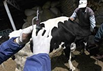 ادامه واکسیناسیون علیه تب برفکی در استان زنجان