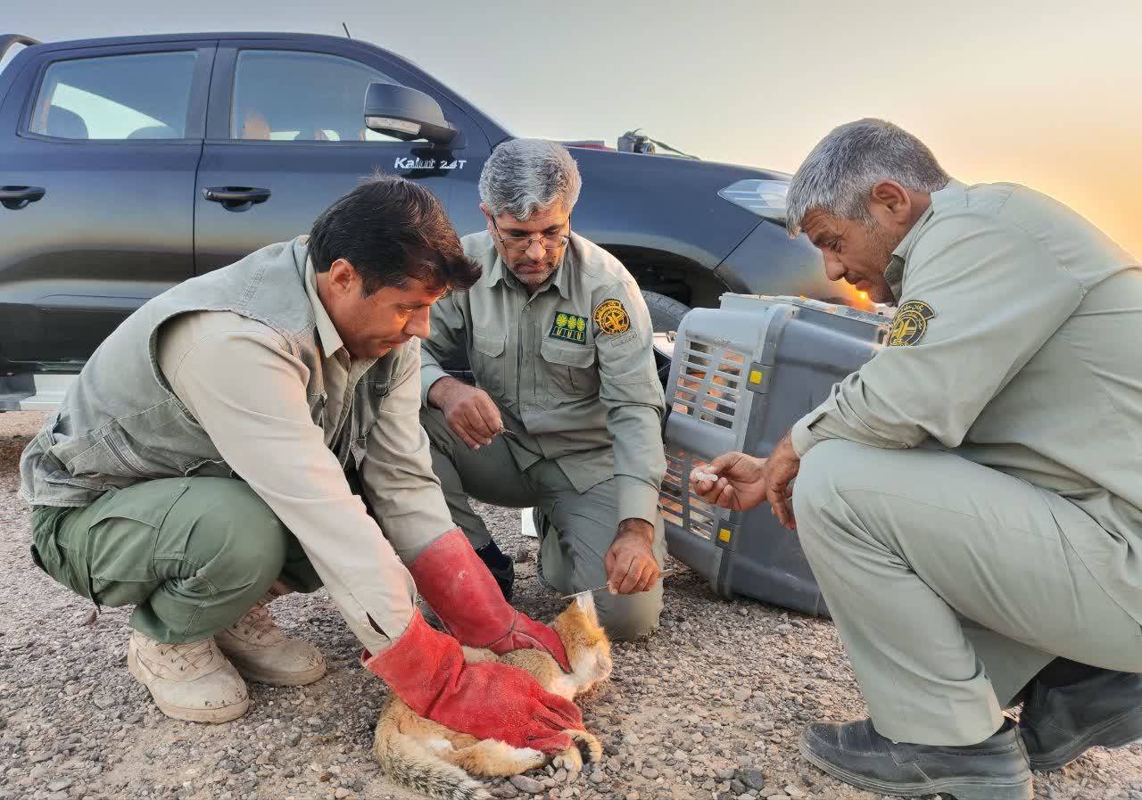 نجات و رهاسازی گربه شنی در خواف
