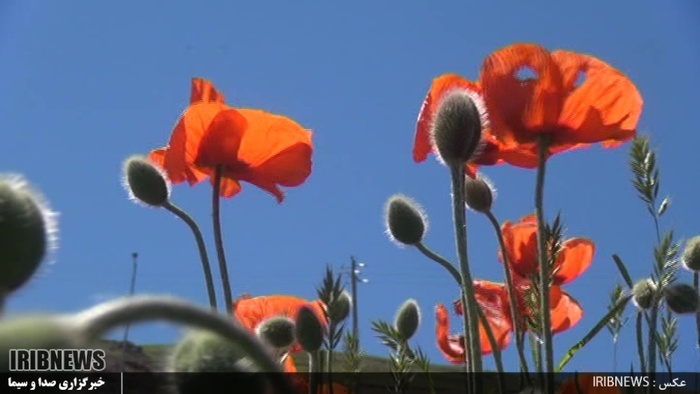 دشت زیبای شقایق 27 کیلومتری جاده خلخال به اسالم