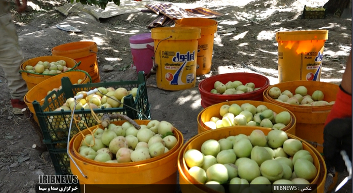 برداشت زرد آلو در روستای مروک شهرستان دورود