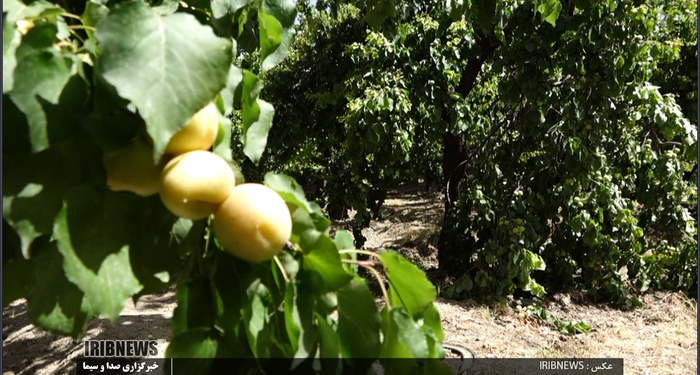 برداشت زرد آلو در روستای مروک شهرستان دورود